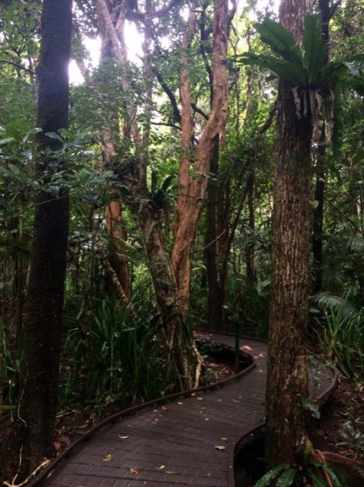 daintree_rainforest_walkway